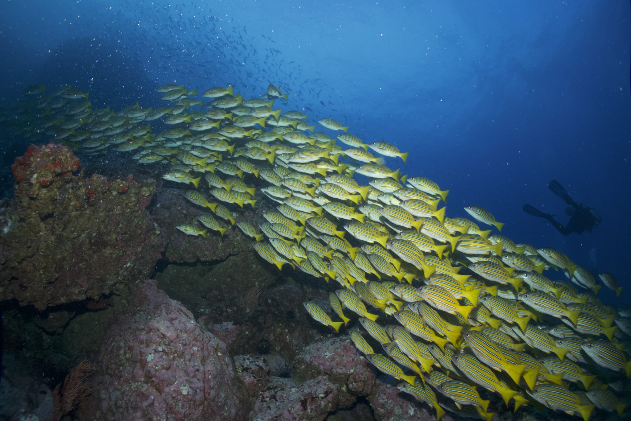 EcoFriendly Scuba Diving Tips for Minimizing Your Environmental