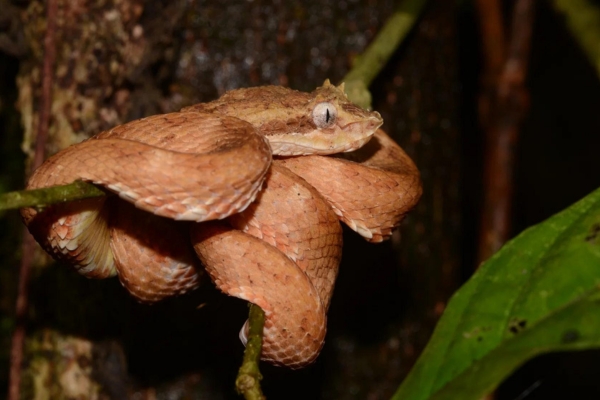 Discover hidden nocturnal animals as you stroll through the jungle under the stars.