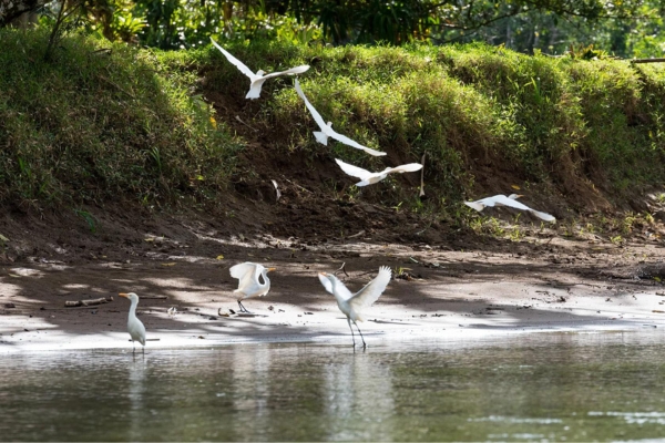 Explore Costa Rica's wildlife sanctuary in the northern plains.