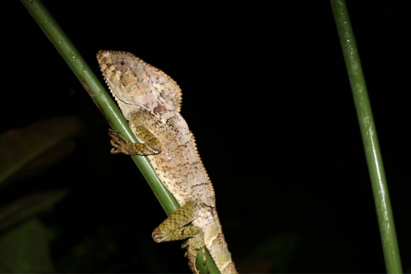 See Costa Rica’s hidden wildlife during an immersive night walk through a private farm.