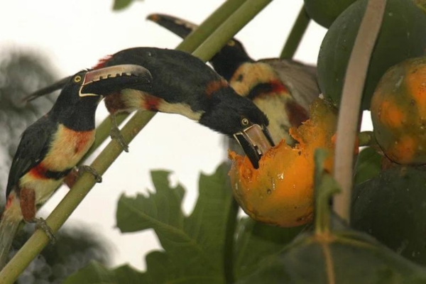 Get a rare look at Costa Rica's wildlife after sunset on a private night walk.