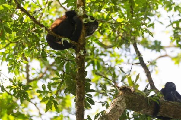 Spot sloths and monkeys on a guided Costa Rica wildlife adventure.