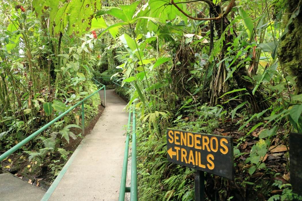 Hiking trail through the jungle in Costa Rica