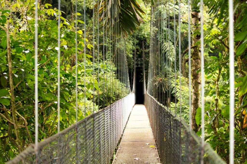 Suspension bridge through tropical rainforest canopy with dense jungle vegetation