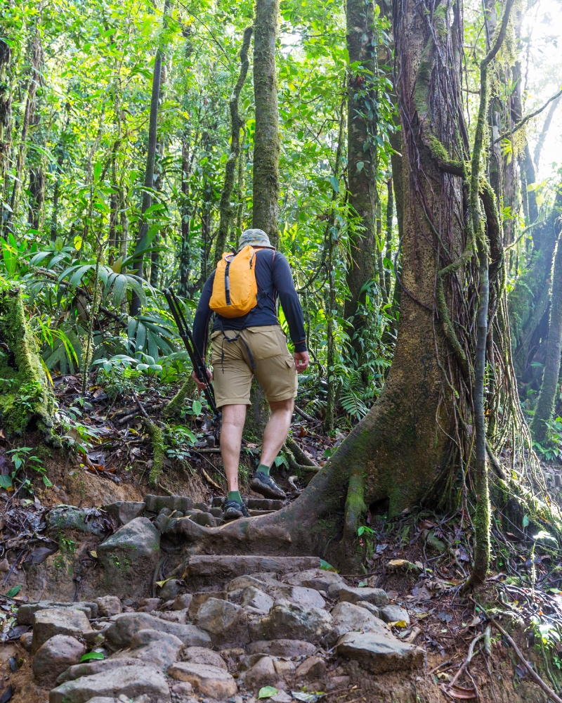 Solo hiker with yellow backpack climbing stone steps and exposed tree roots on rugged rainforest trail